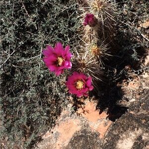 Vibrant Pink Cactus Flowers